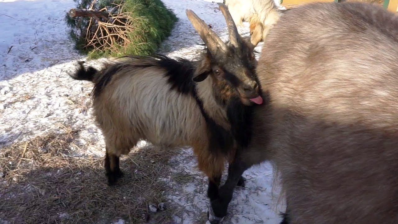 Billy Our Male Pygmy Goat Comes Home