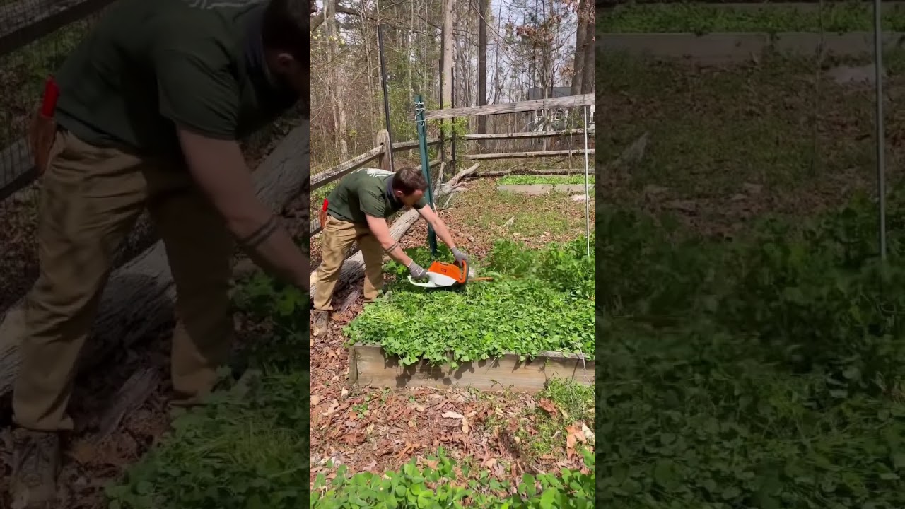 Cutting back clover cover crop #garden