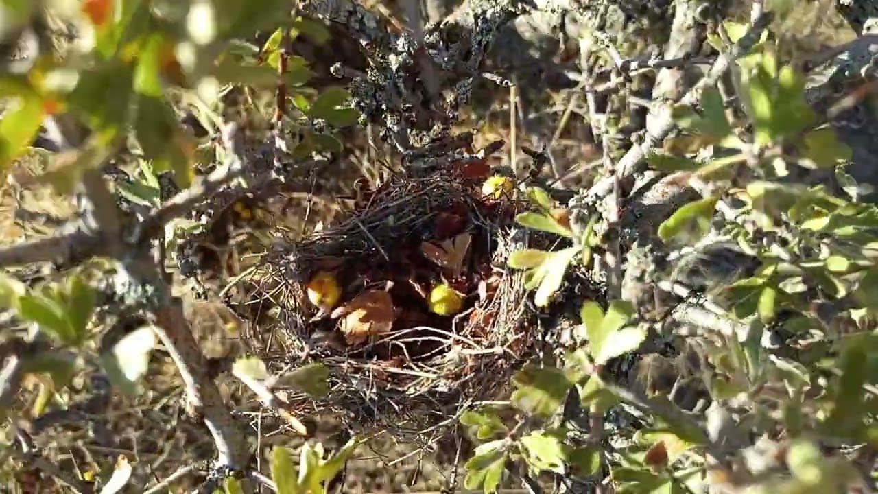 Sazcı Toplayıcı Olmak #55 