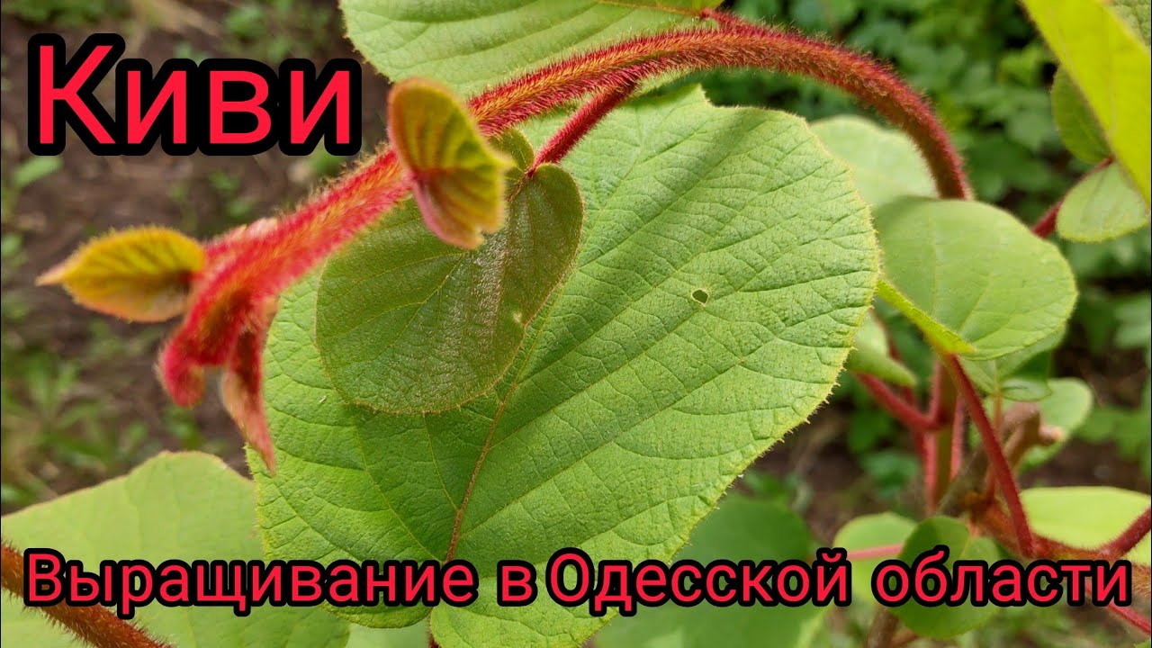 Киви Карпат Стратона Валентайн ,  укоренение черенков .