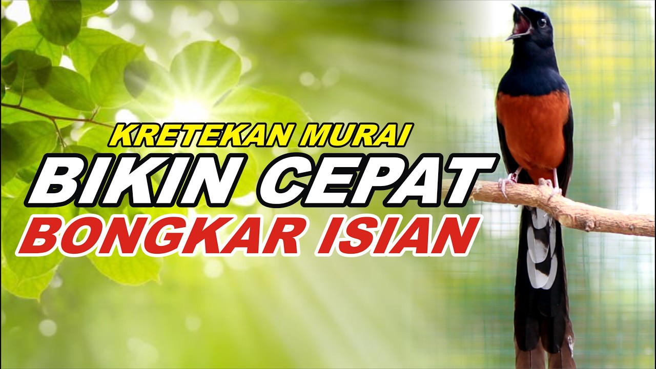 Pancingan Murai Batu Agar Cepat Bongkar Isian Tembakan kasar Bikin Murai apapun nyaut Bunyi