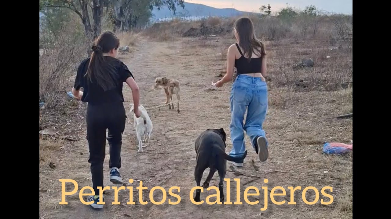 🐶 ¡PERRITOS CALLEJEROS!