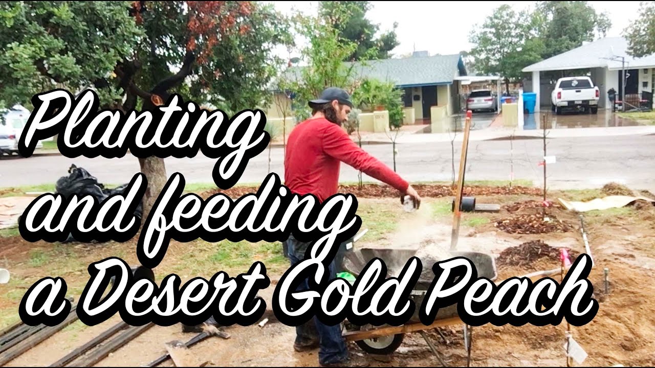 Ep12 - Right way to Plant a Desert Gold Peach