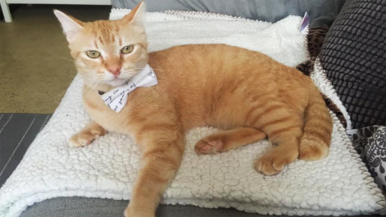 Leo The Cat Needs A Furever Home