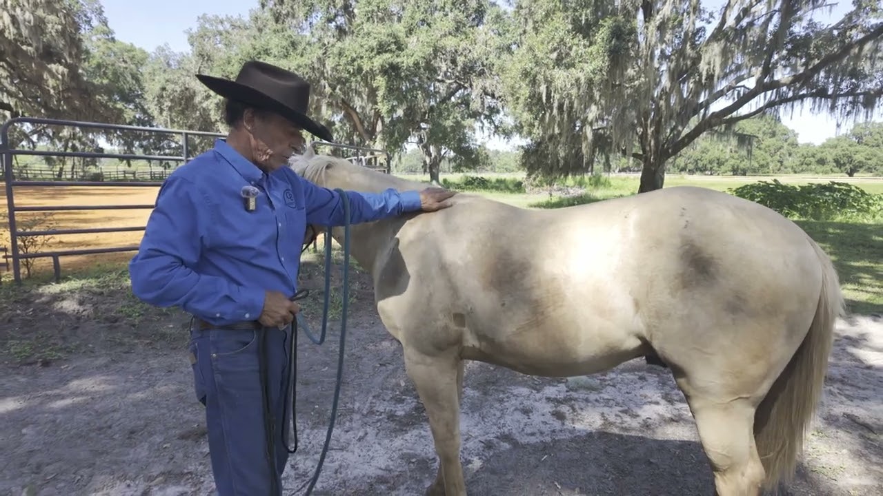Episode 15, Measuring Yearlings to find Height when Matured