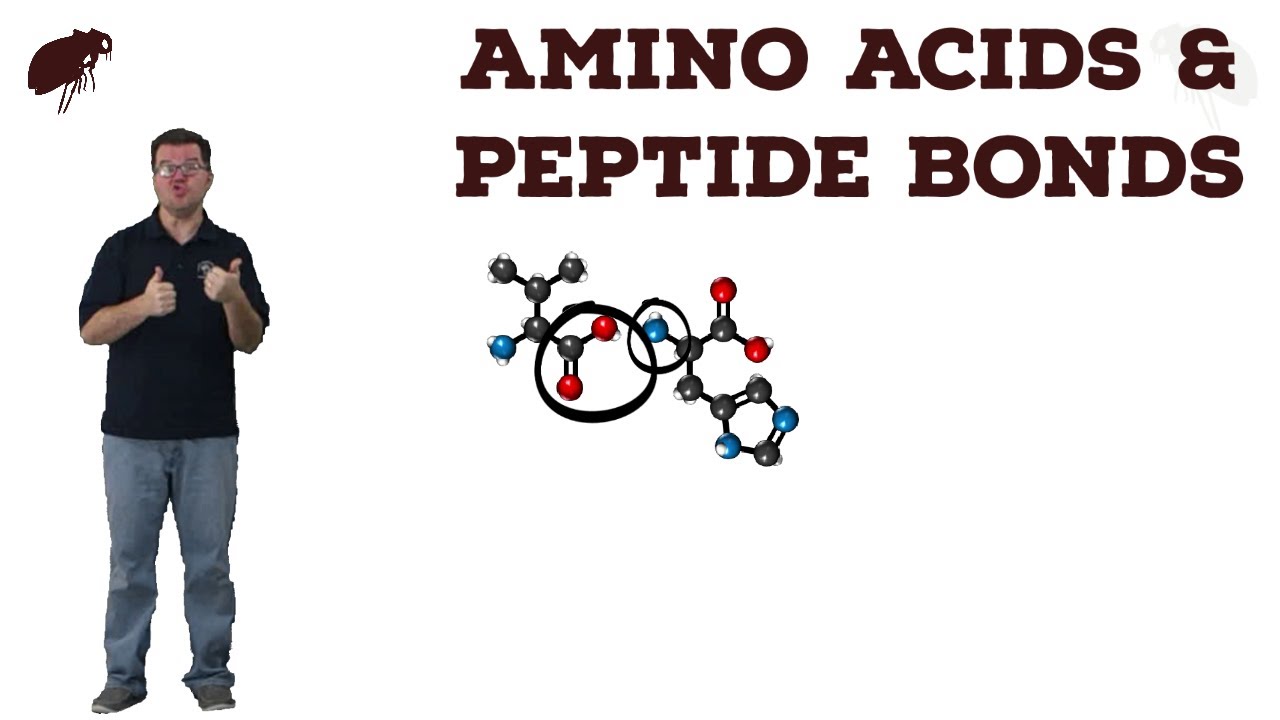 Amino Acids and Peptide Bonding