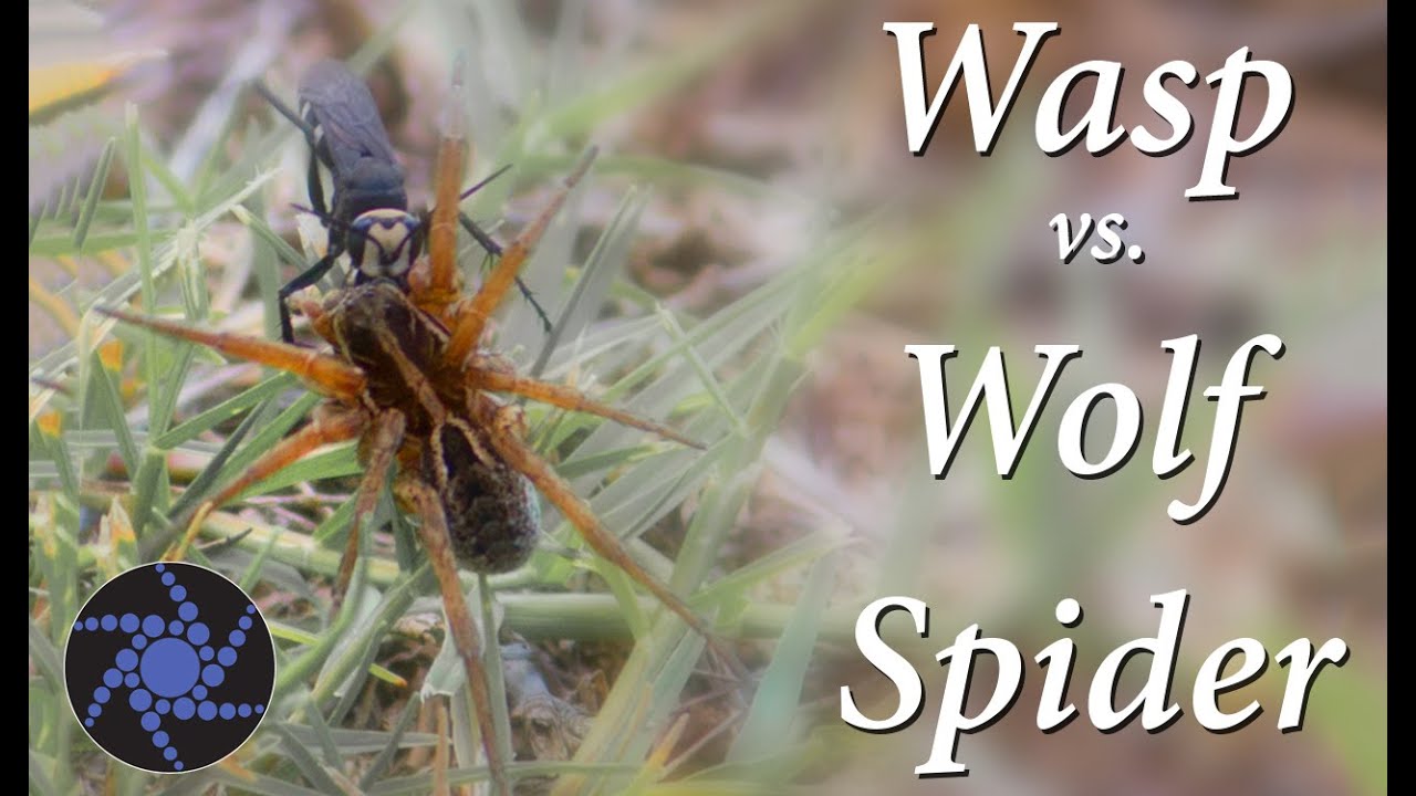 Wasp vs Wolf Spider