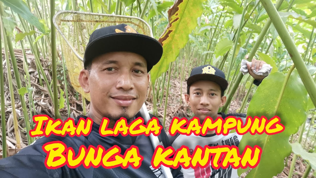 Sauk ikan laga kampung di kebun kantan//betta imbellis//imbellis hibred/.