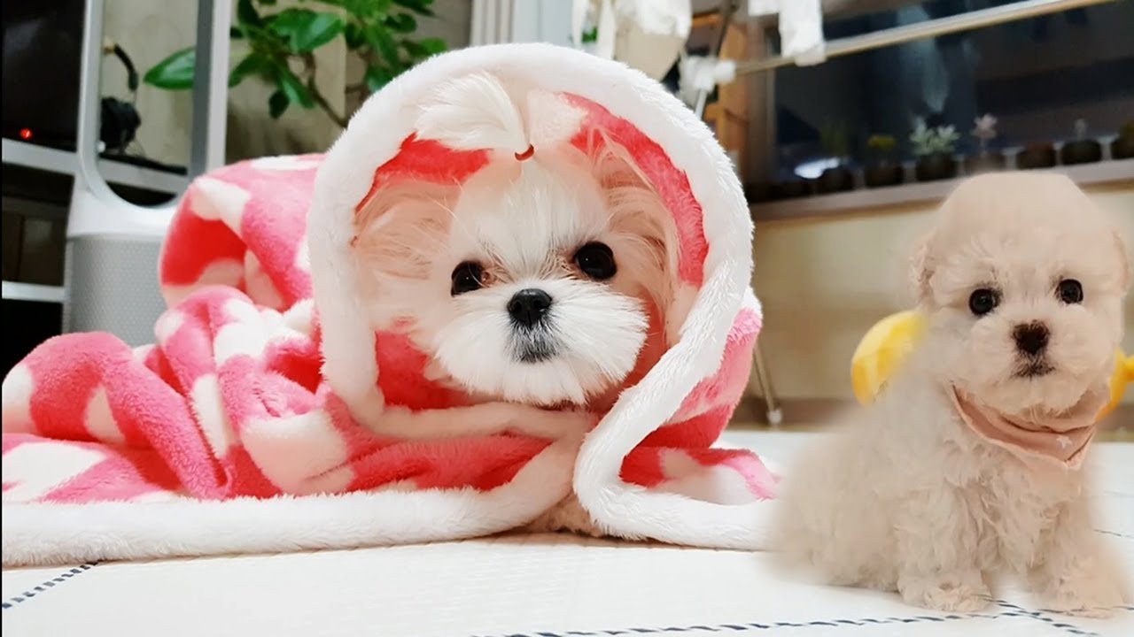 4K HDR Video – Most beautiful Maltese Puppies | Cutest Teacup Puppy Playing