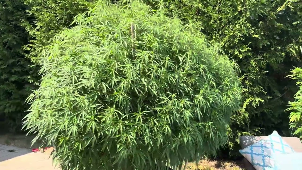 Outdoor Cannabis Ontario Chemberry Zombie Kush Grape Krush Grow Weed Backyard