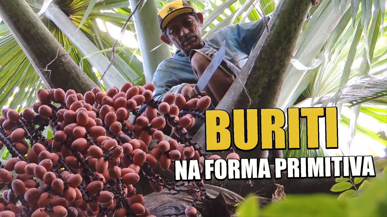 O BURITI NA FORMA PRIMITIVA