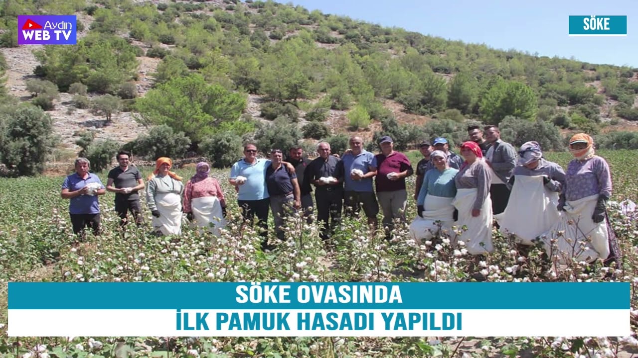 S&Ouml;KEDE İLK PAMUK HASADI YAPILDI