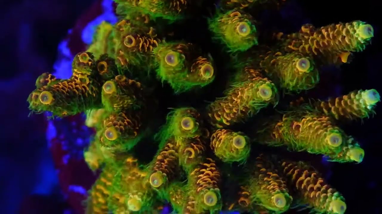 OG Sunset Millepora