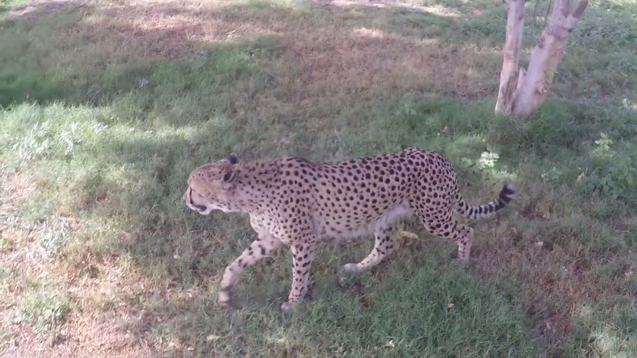 Dubai Safari 2022 Part 4