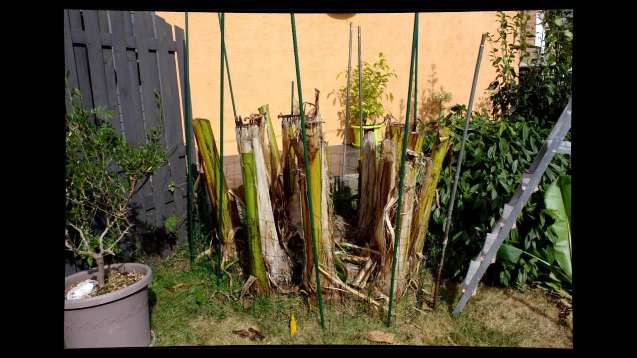 Hivernage bananier - Preparing banana tree for winter