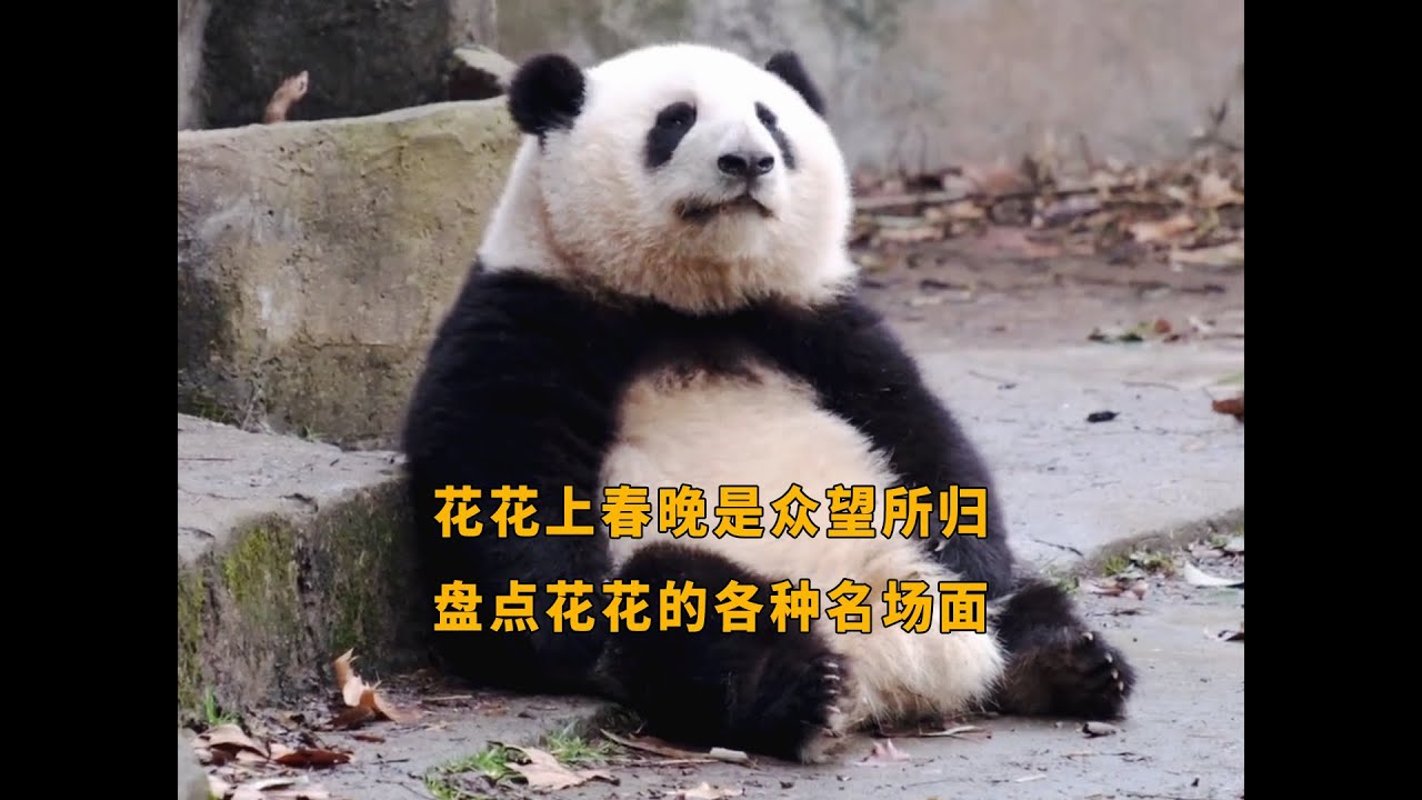花花能够上春晚简直是众望所归！我们一起来看花花的各种名场面吧#熊猫花花 #panda #大熊猫和花 #大熊猫和花