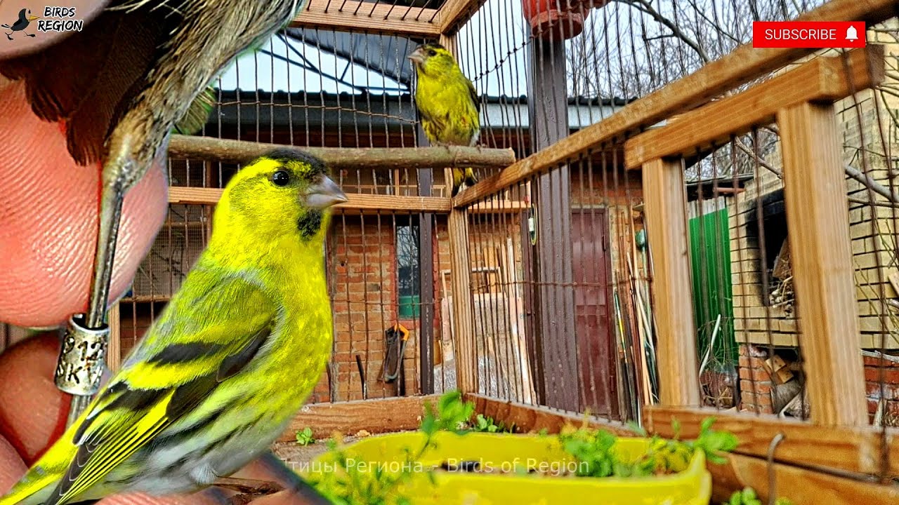 Кольцованный чиж прилетел, птица с кольцом #birds #trap