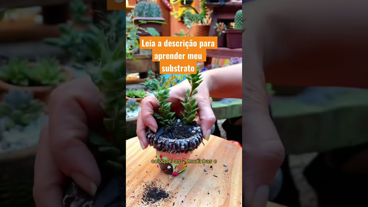 Plantando uma suculenta no vaso de barro