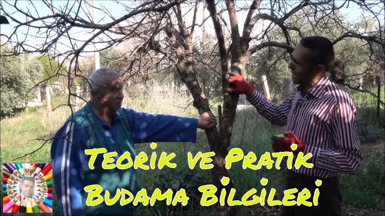 Cennet Meyvesi Ağacı Nasıl Budanır? (Trabzon Hurması)