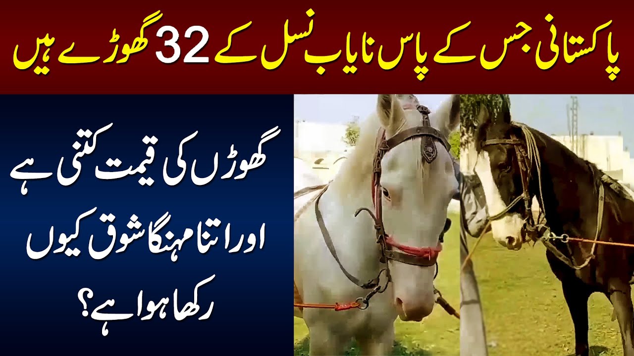 Horse Palna Kitna Mushkil Hai ? 1 Horse Ki Qeemat Kitni Hai?