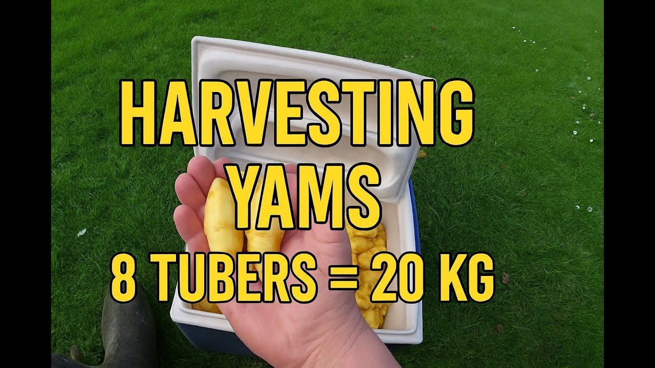 Discover The Secrets To Successful Yam Cultivation In New Zealand!