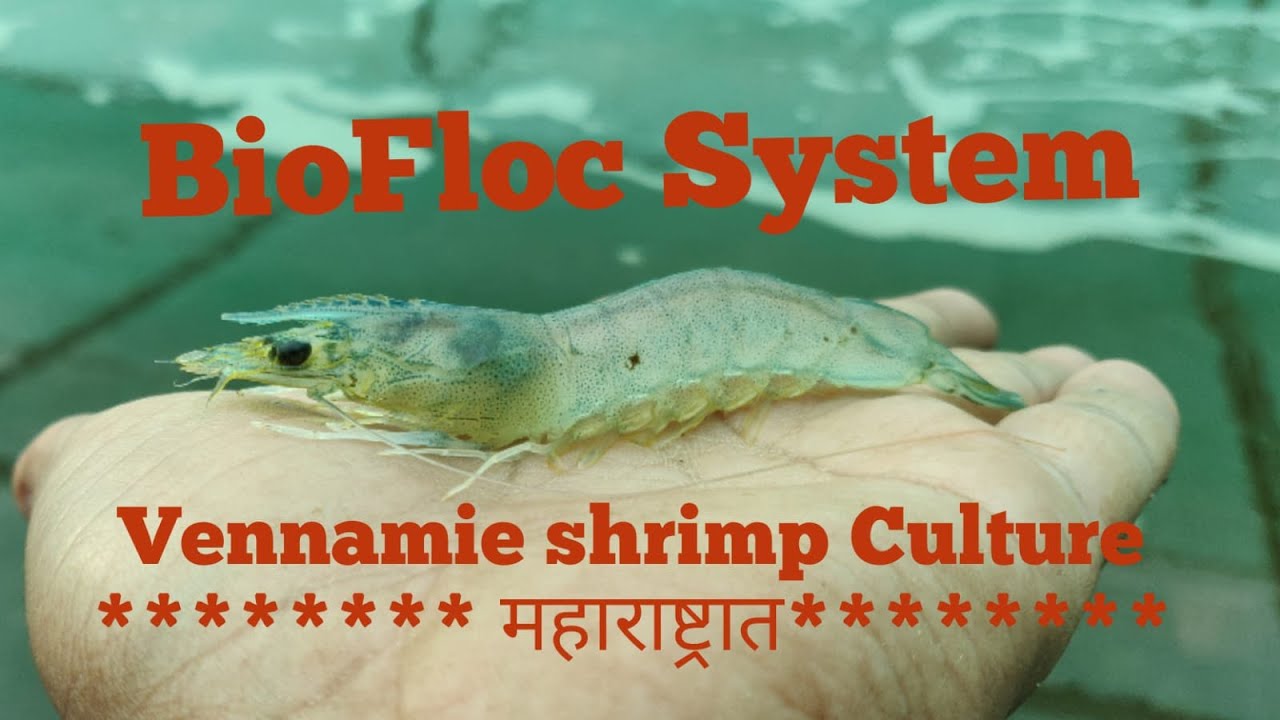 BioFloc System - Vennamie shrimp farm in Fresh water project at Maharashtra and training updates..