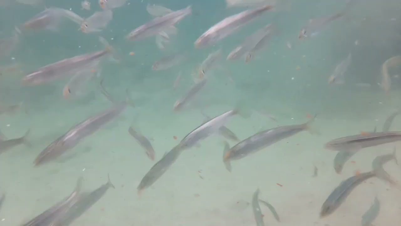 Sardine schoal in shallow water getting eaten  by Bluefish / Tailer / Elf or Gorvos .