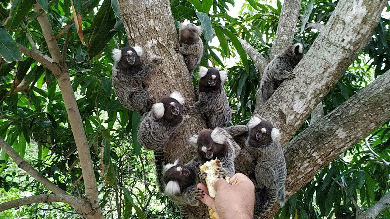 SAGUIS SELVAGENS INVADEM MINHA CASA