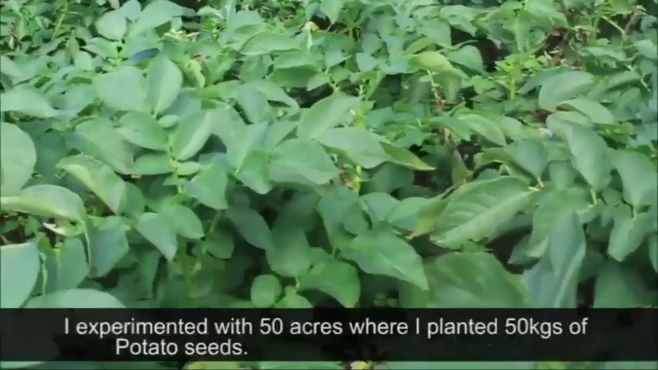 POTATO FARMING WITH YARA