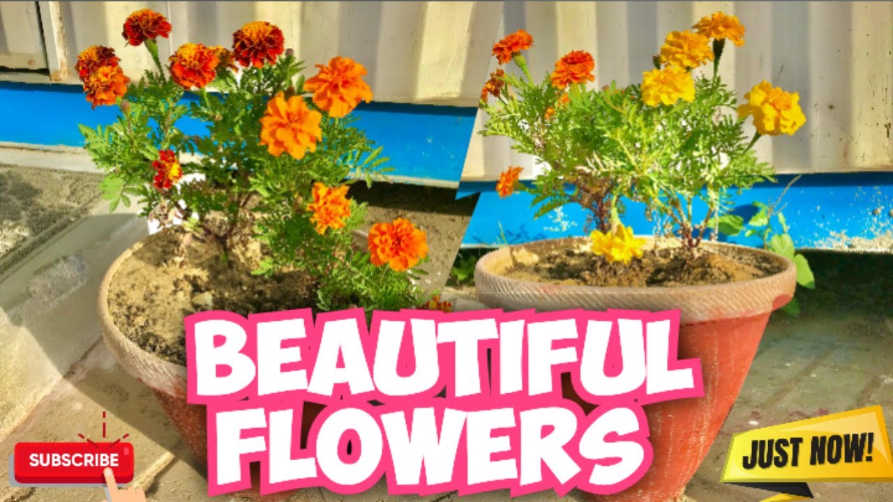 Beautiful Flowers in Pakistan Creative commons channel=Niaz ahmad 7575