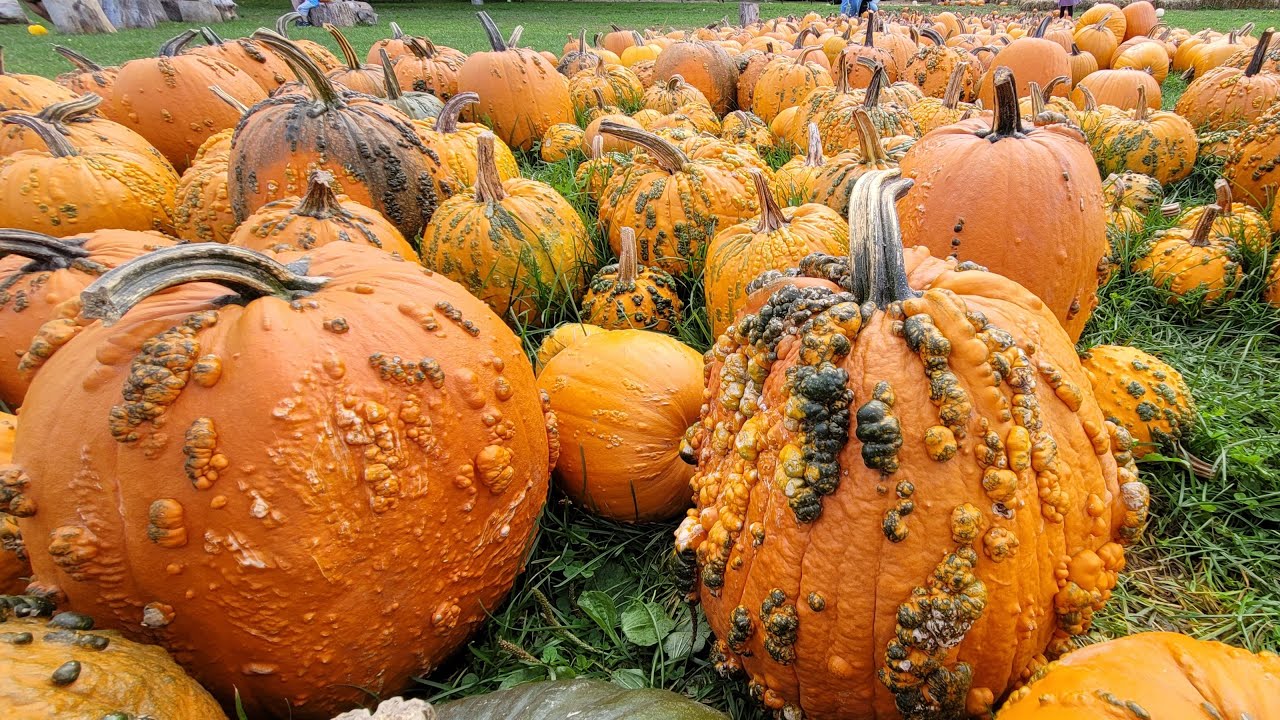 Toronto, Downy’s Farm, Farmers' Market, October 2024