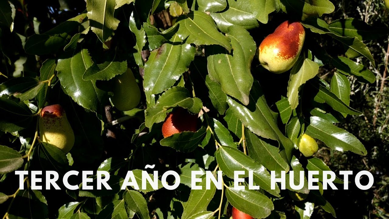 Azufaifo en el huerto - Su tercer año.