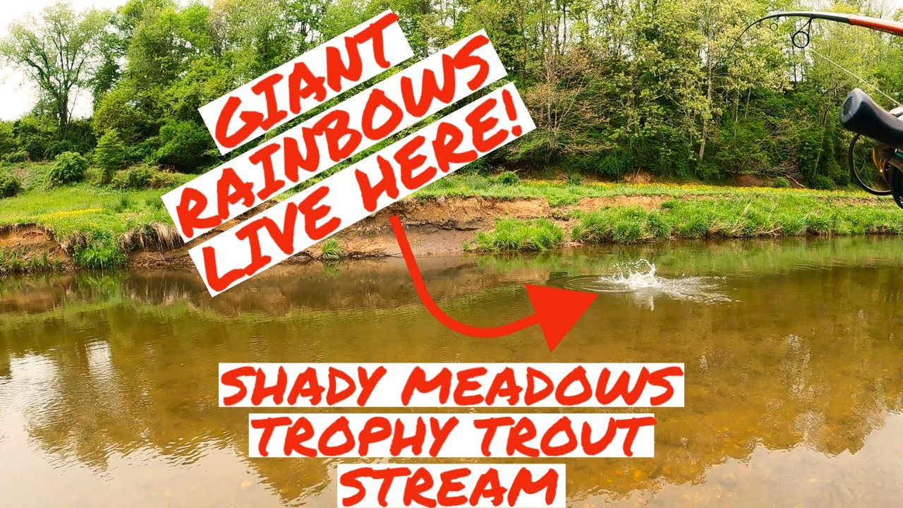 Shady Meadows TROPHY TROUT Stream! I CATCH a MONSTER Rainbow Trout! CITATION ALERT!