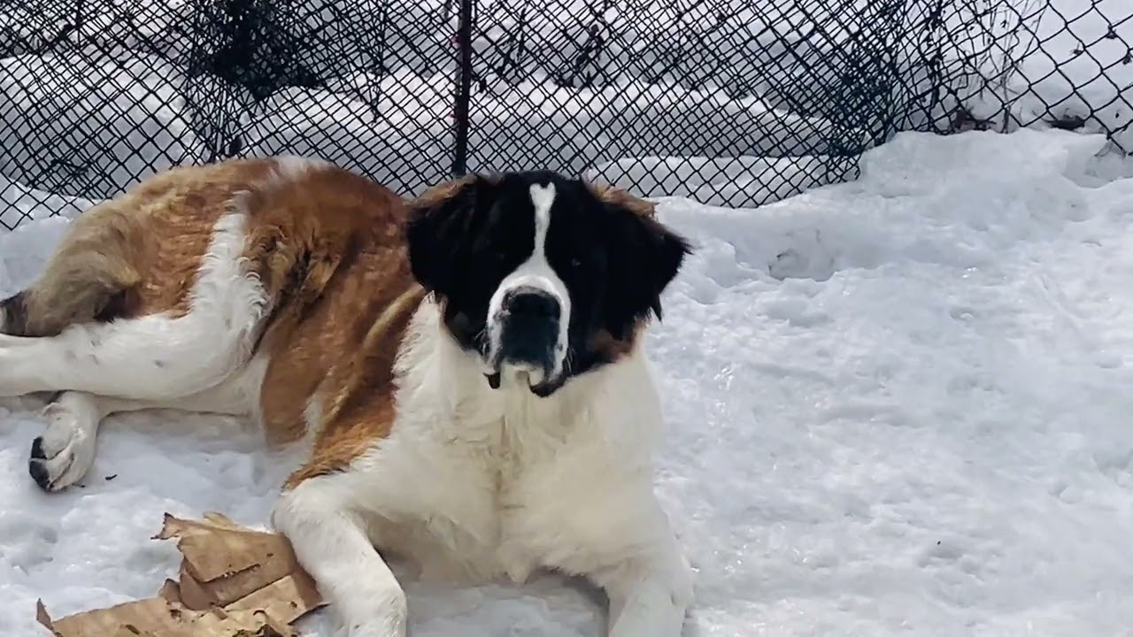 Newfoundland dog Phantom sent me Notorious B I G 