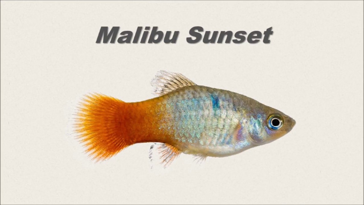 Platy Fish [Plati &Ccedil;eşitleri]