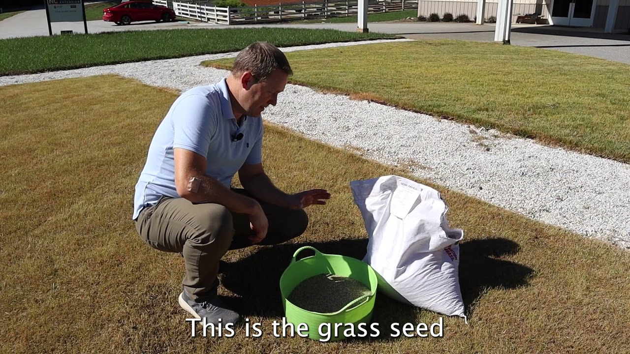 Overseeding Warm Season Grass Lawns