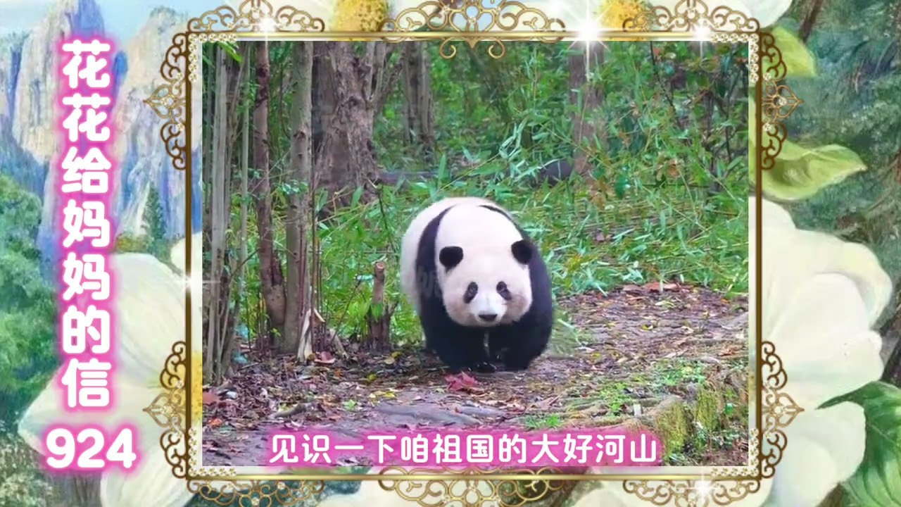 《花花给妈妈的信924》 成长与勇气～#来这里吸熊猫 #大熊猫和花 #大熊猫和花和叶 #熊猫花花 #大熊猫