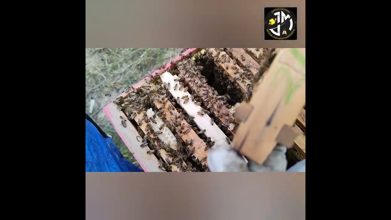 اين نضع اطار الاساس في الخلية والاوقات الافضل للاجبار النحل على بنائها