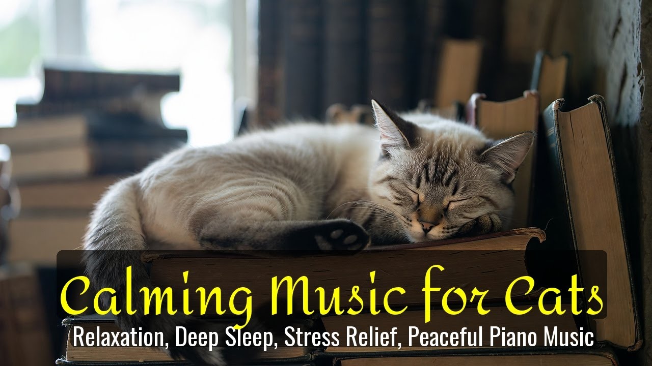 LIVE Peaceful Kitten Sleeping to Calm Your Thoughts 😴 | Season 19