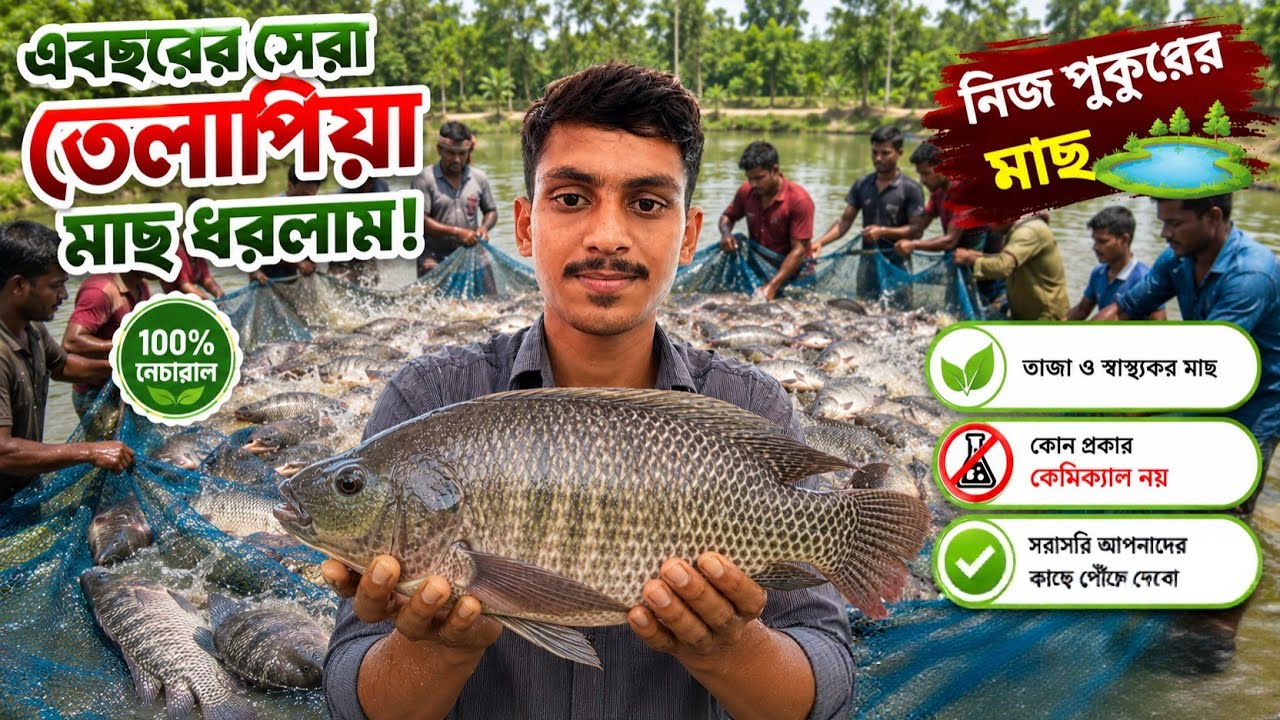 এ বছরের সেরা তেলাপিয়া মাছ ধরলাম  Bangladesh fishing video 