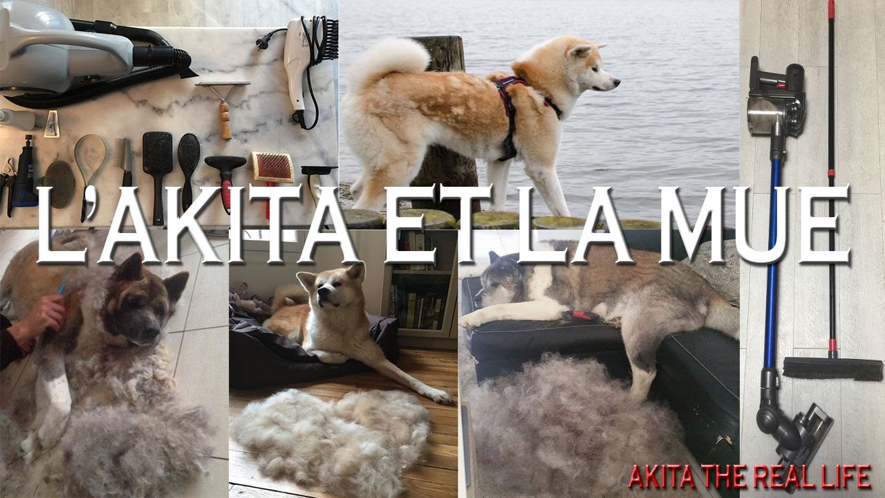 L'AKITA ET LA MUE