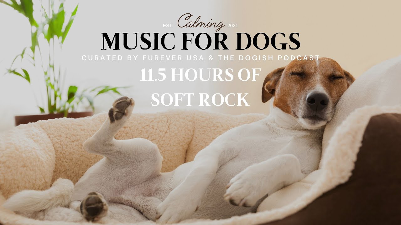 Calming Dog Music To Make Them Happy  : 11+ hours Soft Rock