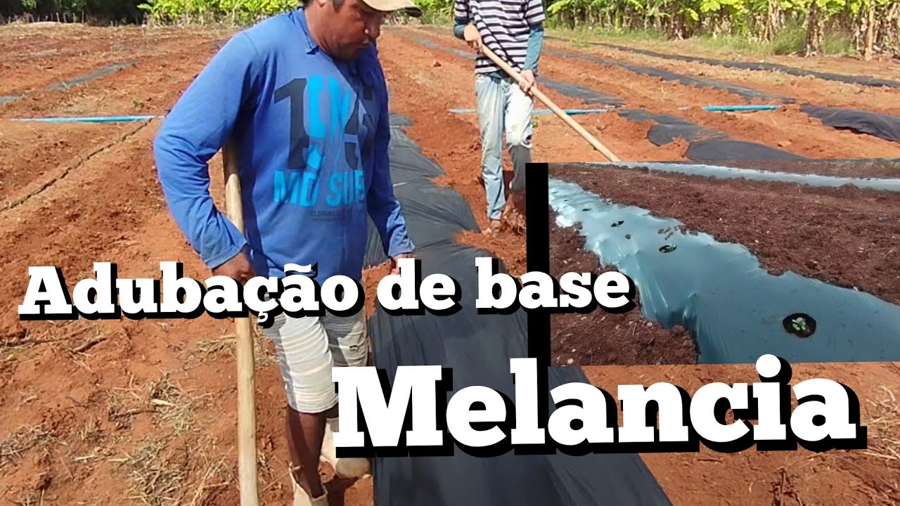 Como fazer adubação de base na cultura da melancia 