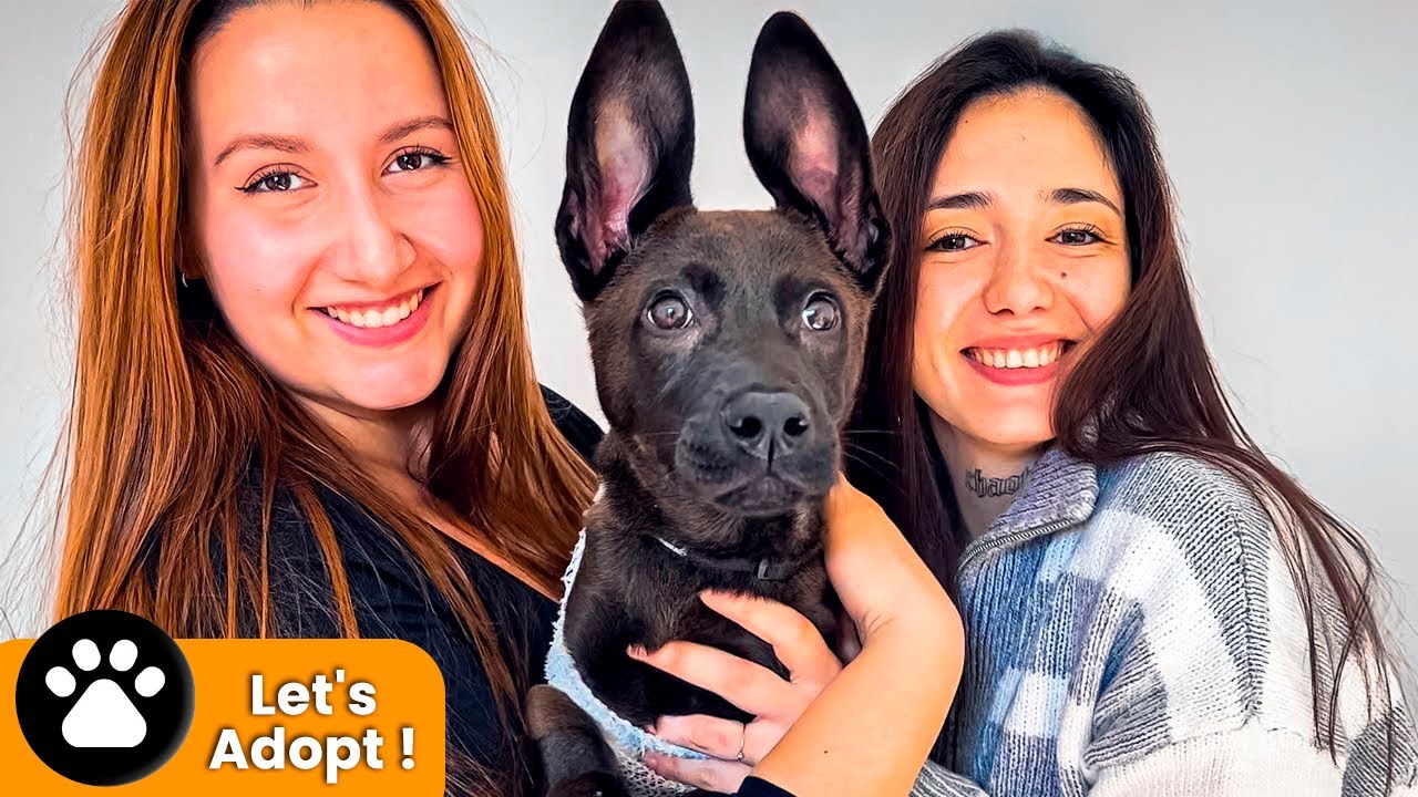 Luckiest Dog In The World… EROS goes home !