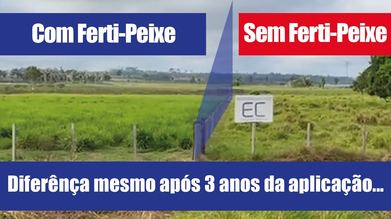 Como Recuperar o Pasto - Resultado na Pr&aacute;tica - Reforma Inteligente de Pastagem - Ferti-Peixe