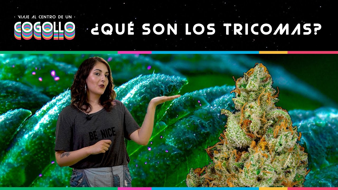 &iquest;QU&Eacute; SON LOS TRICOMAS? - VIAJE AL CENTRO DE UN COGOLLO