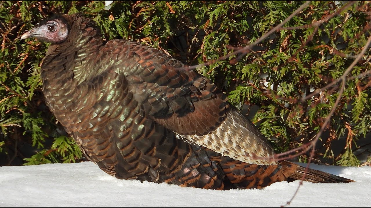 Dindon sauvage chez moi 🦃/ Wild Turkey in my backyard 🦃