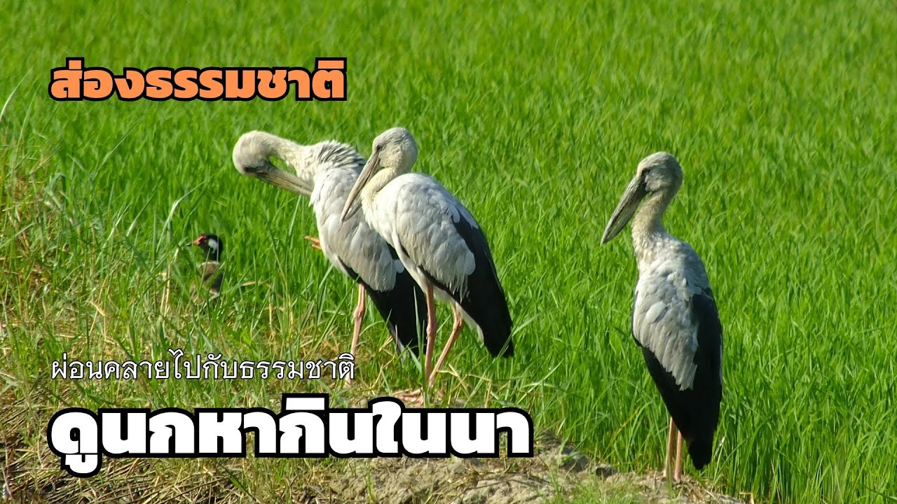 ส่องนกหากินตามธรรมชาติ นกยางนา นกปากห่าง