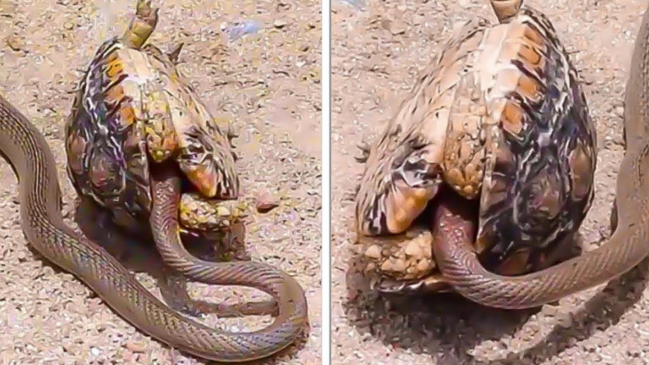 烏龜和蛇大戰！原來烏龜的殼還有這種能力？！看完你就會驚呆了