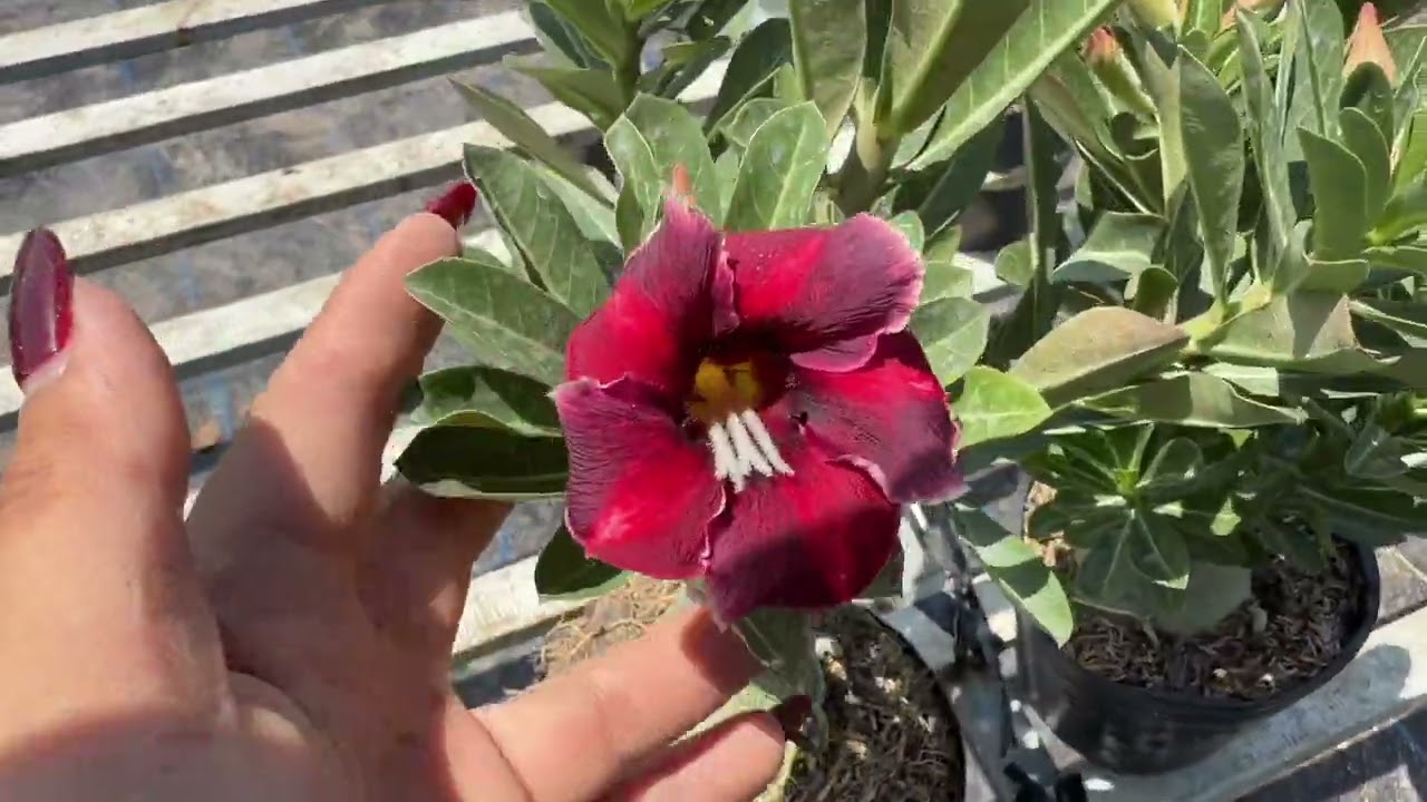 Hoa sứ lô hạt ngày 11/3/26 ac mua cây lh 0912175150 Zalo